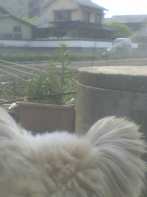 b0053444_1773057.jpg