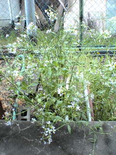 f0016345_1464860.jpg
