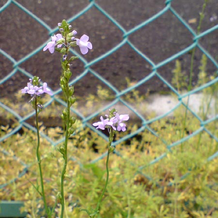 e0034047_0341060.jpg