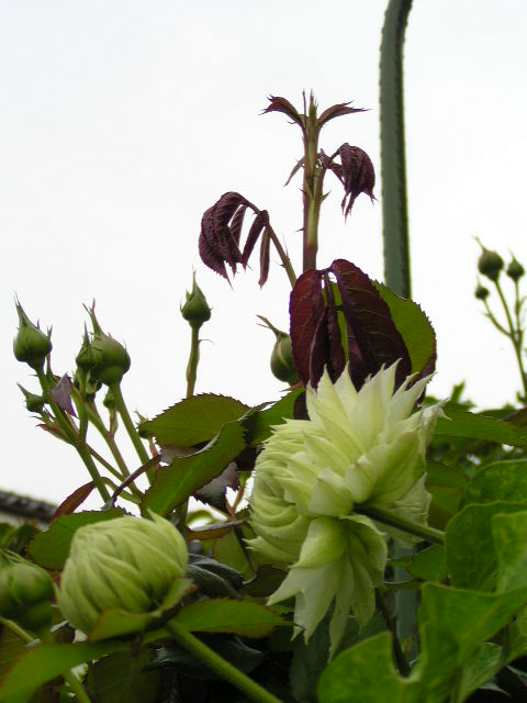 f0074659_22531980.jpg
