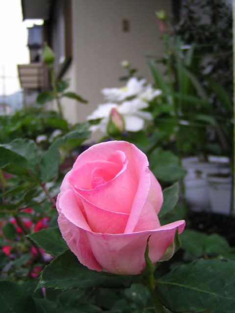 f0074659_23331746.jpg