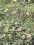 d0109373_1712845.jpg