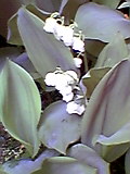 d0109373_1714565.jpg