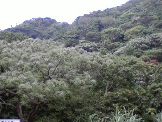 e0071811_231532100.jpg