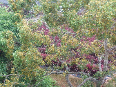 e0071811_2395188.jpg