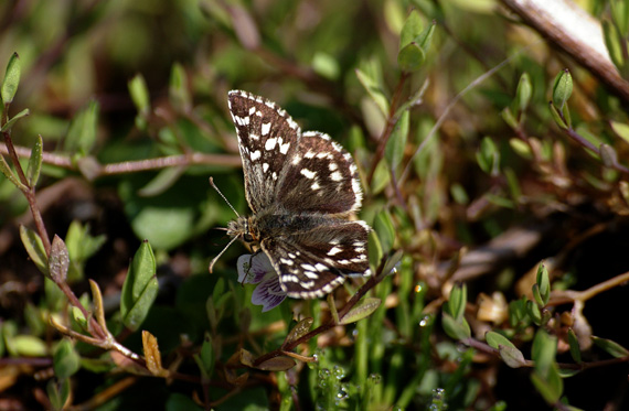 d0090322_2321748.jpg