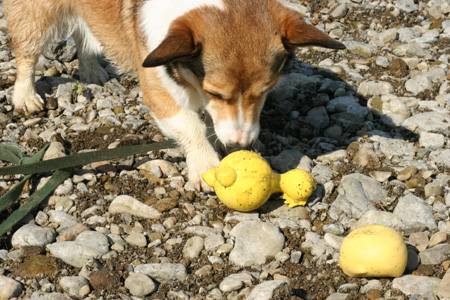 e0071225_3485692.jpg