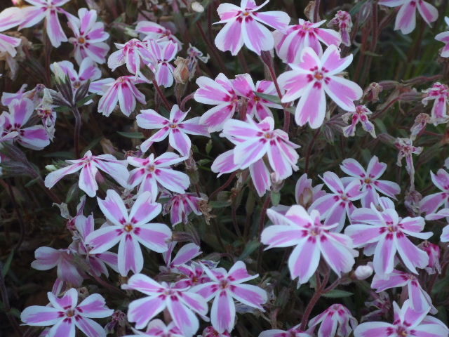 c0071545_1244581.jpg