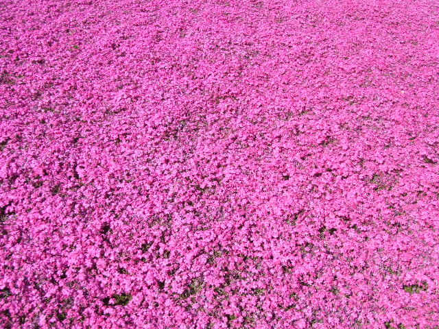 c0071545_125076.jpg