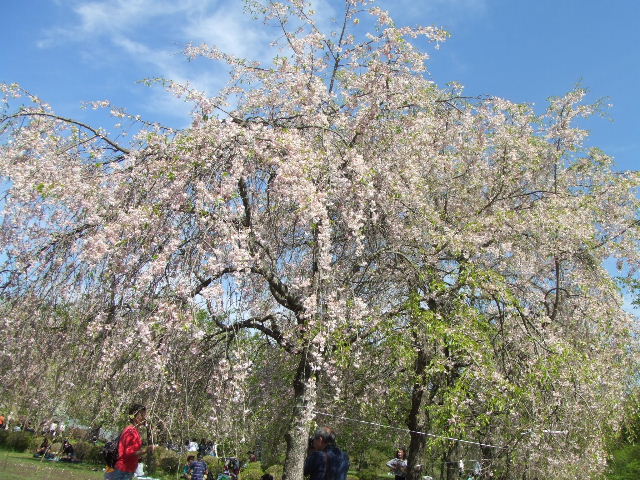 c0071545_127185.jpg