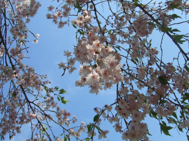 c0071545_127730.jpg