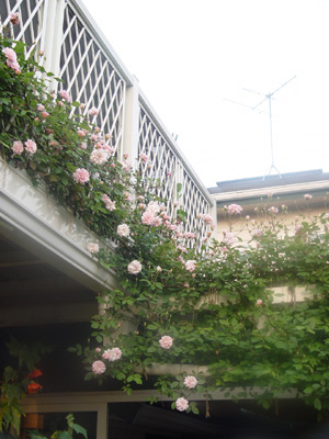 e0008586_8361821.jpg