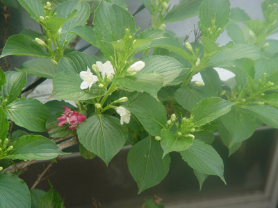 e0008586_8365310.jpg