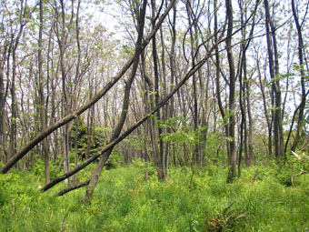 e0083097_20455263.jpg