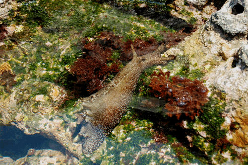 d0015006_1144823.gif