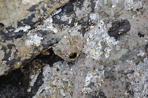 d0015006_117113.gif