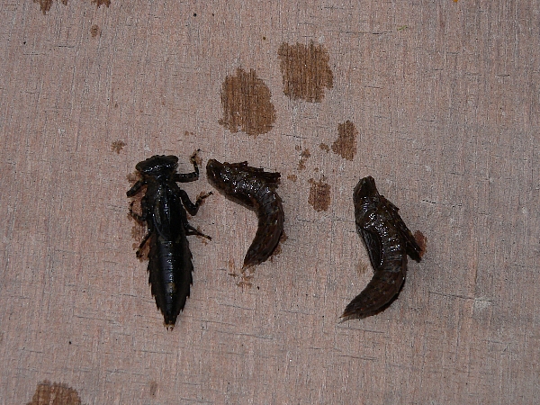 e0002314_17104961.jpg