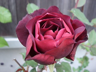 f0054421_18244227.jpg