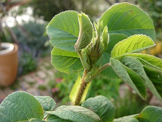 f0054421_18255082.jpg