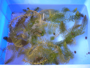 e0098223_14162834.gif