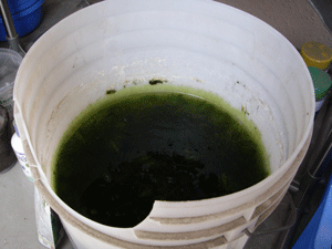 e0098223_1437113.gif
