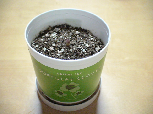 f0028123_0324364.jpg