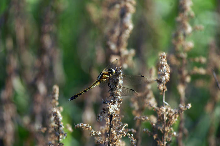 d0089024_042611.jpg