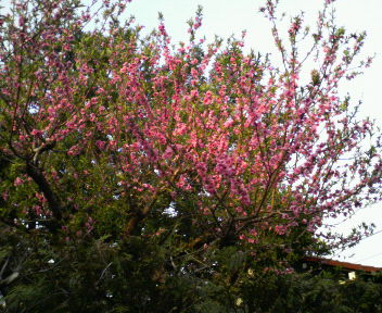 d0071228_21553563.jpg