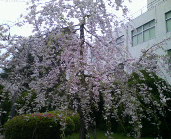 d0071228_2275758.jpg
