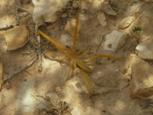 b0038735_1447633.jpg