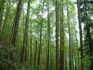 c0077338_173317100.jpg