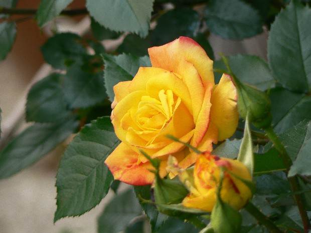 e0083238_232144.jpg