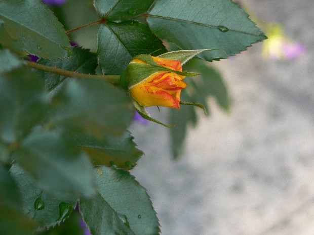 e0083238_2321860.jpg