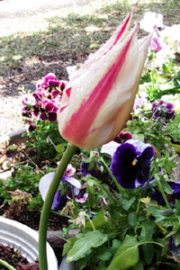 c0068639_16102591.jpg