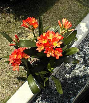c0051759_1542892.jpg