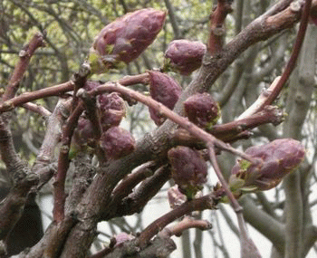 e0085772_20483987.gif