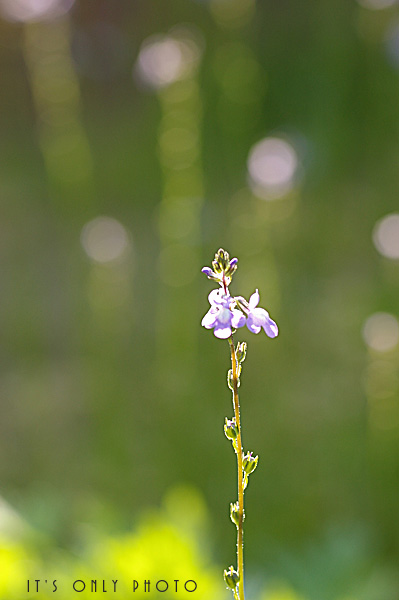 e0008800_0523527.jpg