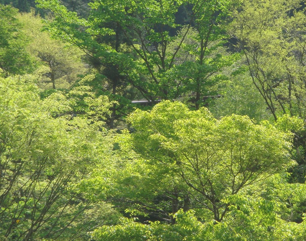 c0041207_10135066.jpg