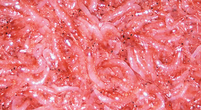 d0035823_2047554.jpg