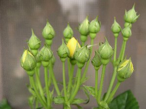 b0031925_931089.jpg