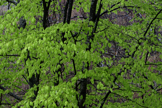 f0081726_182727.jpg