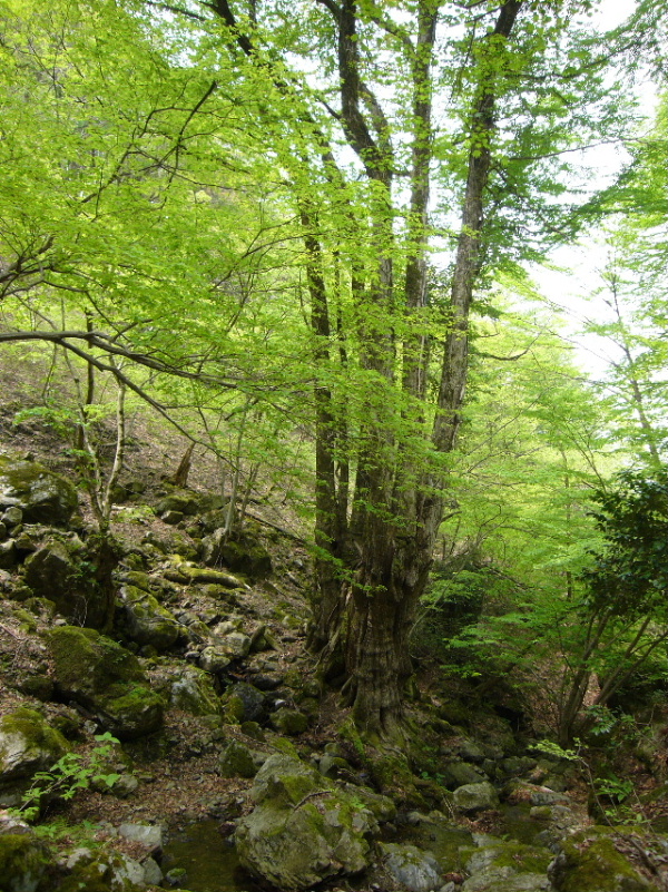 d0075131_11524527.jpg