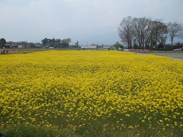 d0023346_8213728.jpg