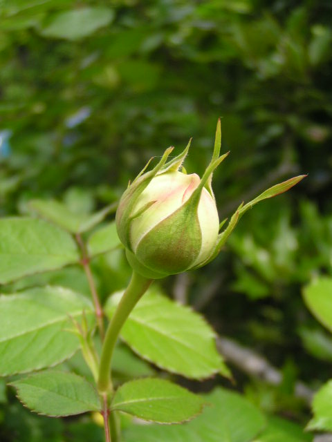 f0074659_2035365.jpg