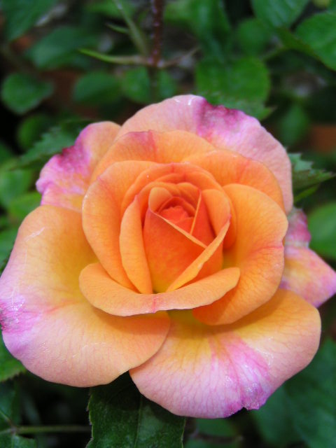 f0074659_203805.jpg