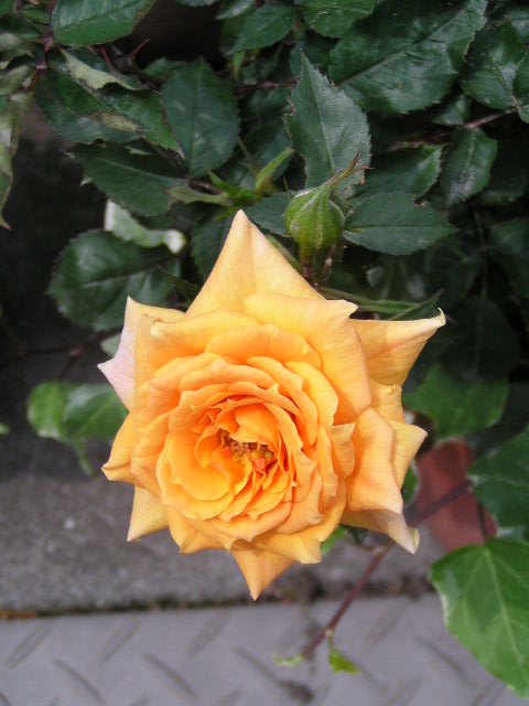 f0074659_2039423.jpg