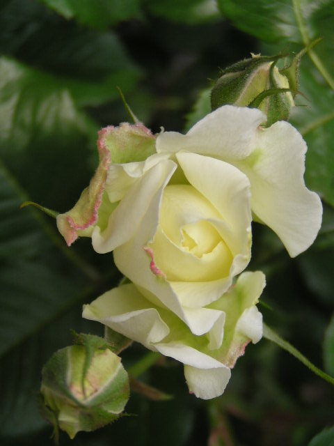 f0074659_20461548.jpg