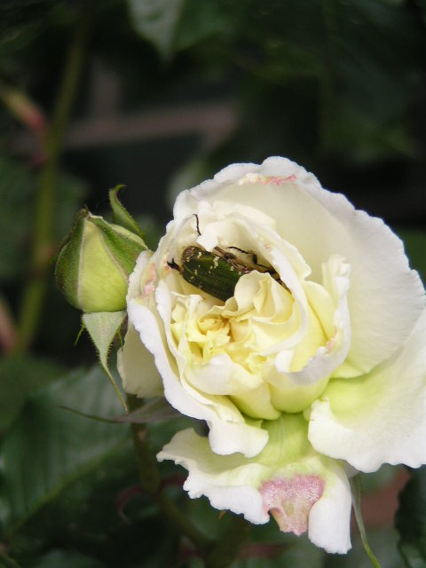 f0074659_20464868.jpg