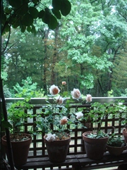 e0029865_10343283.jpg