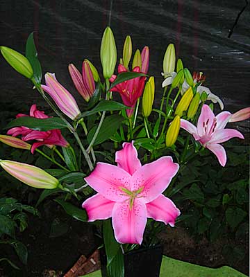 e0097770_23584122.jpg